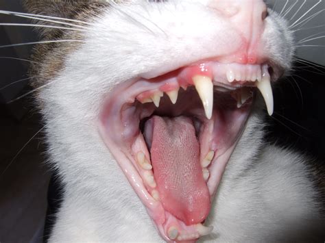Fangs .